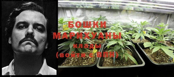 прущие грибы Гусиноозёрск