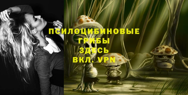 прущие грибы Гусиноозёрск