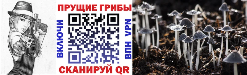 Галлюциногенные грибы мицелий  Купить закладки  Озёрск 